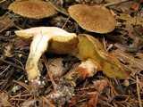 Suillus lakei image