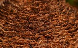 Coltricia montagnei var. greenei image