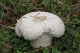 Calvatia craniiformis image