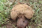 Calvatia craniiformis image