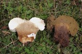 Calvatia craniiformis image
