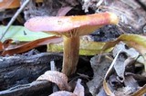 Xeromphalina tenuipes image