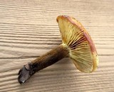 Xeromphalina tenuipes image