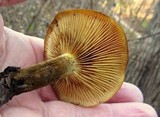 Xeromphalina tenuipes image