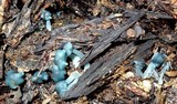 Clitocybula azurea image