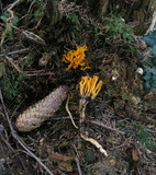 Calocera viscosa image