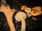 Cantharellus formosus image