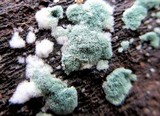Trichoderma viride image