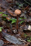 Laccaria squarrosa image