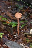 Laccaria squarrosa image