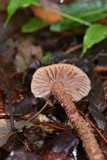 Laccaria squarrosa image