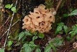 Phaeotremella foliacea image