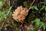 Phaeotremella foliacea image