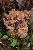 Phaeotremella foliacea image
