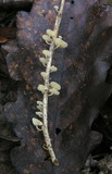 Marasmiellus ramealis image