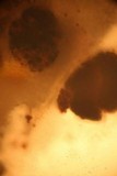 Fuligo cinerea image