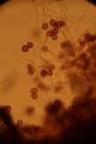 Fuligo cinerea image