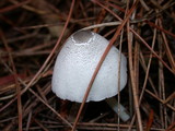Lepiota atrodisca image