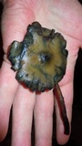 Psilocybe azurescens image