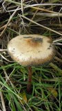 Psilocybe azurescens image