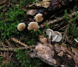 Baeospora myosura image