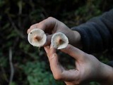 Lepiota cristata image