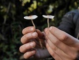 Lepiota cristata image