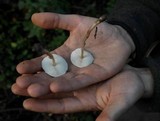 Lepiota cristata image