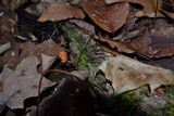 Rhizomarasmius pyrrhocephalus image