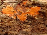 Ceriporia spissa image