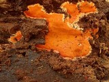 Ceriporia spissa image