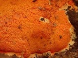 Ceriporia spissa image