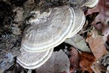 Postia tephroleuca image