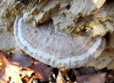Postia tephroleuca image
