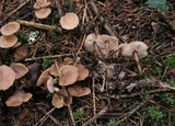 Gymnopus confluens image
