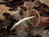 Psathyrella longistriata image