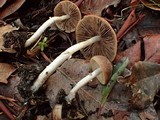 Psathyrella longistriata image