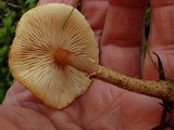 Cystoderma amianthinum image