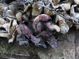 Ionomidotis irregularis image