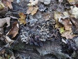 Ionomidotis irregularis image