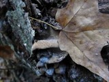 Ionomidotis irregularis image