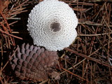 Lepiota atrodisca image