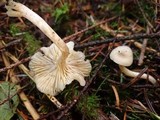 Clitocybe fragrans image
