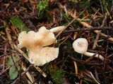 Clitocybe fragrans image