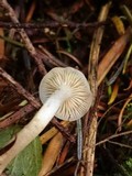 Clitocybe fragrans image