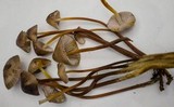 Mycena inclinata image