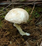 Austroboletus roseialbus image