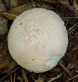 Austroboletus roseialbus image