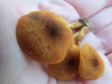 Pholiota granulosa image