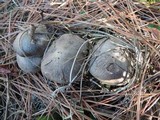 Tricholoma gausapatum image
